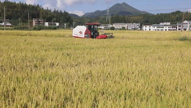 騏福生態(tài)農(nóng)業(yè)園中，收割機(jī)作業(yè)忙。騏福生態(tài)農(nóng)業(yè)園