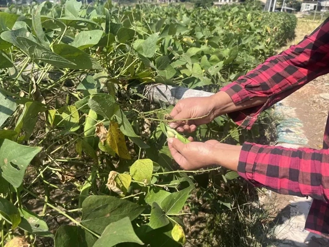 剝開御豆綠色外皮  露出了扁而橢圓，略帶黃色  紅花斑點(diǎn)的成熟籽粒