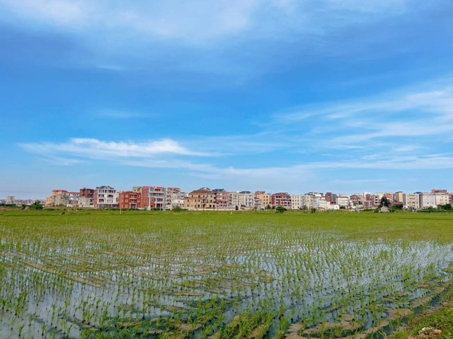 沁塘村水稻公園。福清市港頭鎮(zhèn)供圖