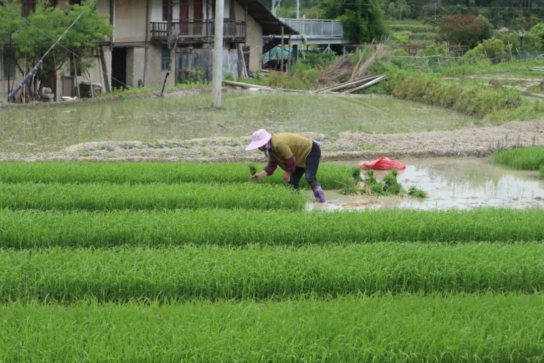 村民在田間插秧。