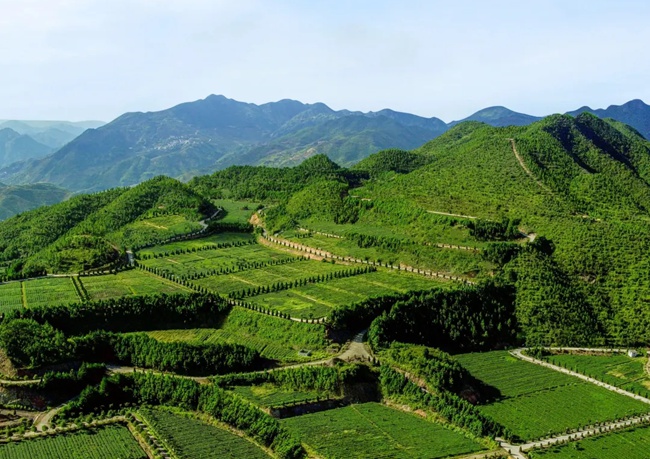 安溪茶山，梯田層層